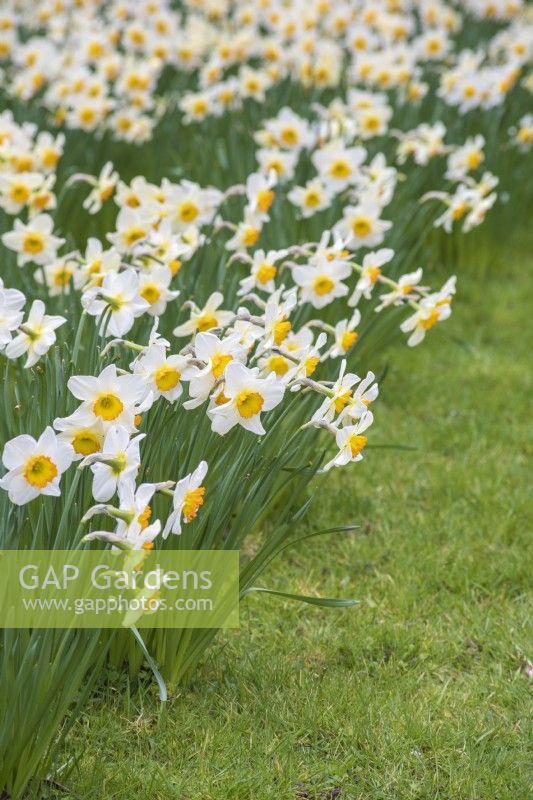Narcissus 'Roulette' naturalised in grass