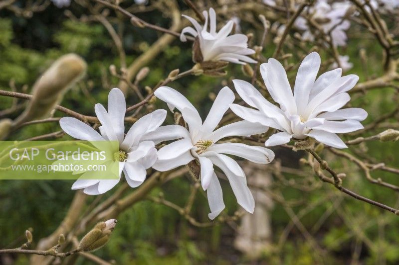 Magnolia stellata in flower