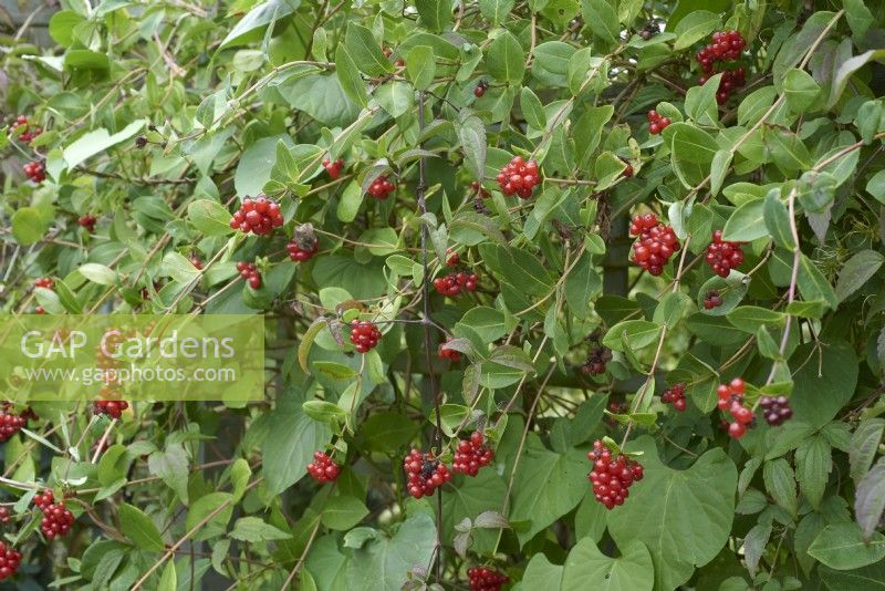 Berries of Lonicera periclymenum 'Belgica'