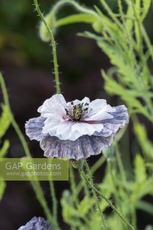 Papaver rhoeas 'Amazing Grey' - Field Poppy