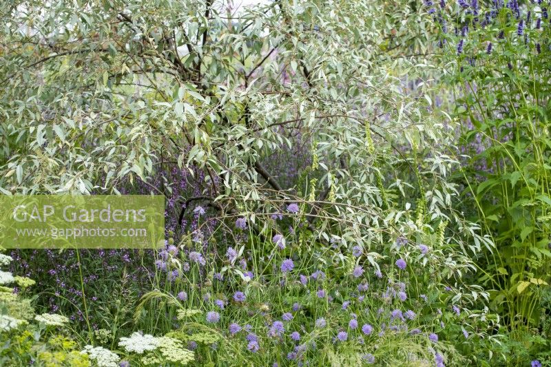 Elaeagnus 'Quicksilver' underplanted with Scabiosa columbaria - Iconic Horticultural Hero Garden by Tom Stuart-Smith - RHS Hampton Court Palace Festival 2021