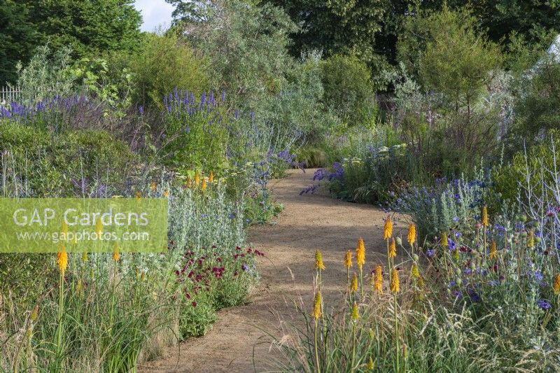 Iconic Horticultural Hero Garden. A Climate Resilient Perennial Meadow. Hampton Court Flower Festival 2021. A path winds through prairie style beds planted with kniphofia, agastache, nepeta, scabious, achillea, catanache and ornamental grasses.