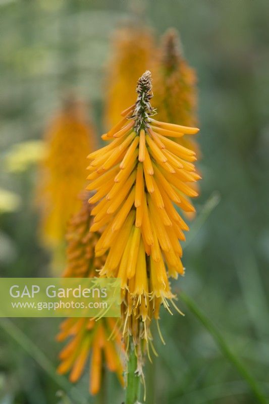 Kniphofia 'Mango Popsicle', red hot poker, a perennial flowering from early July