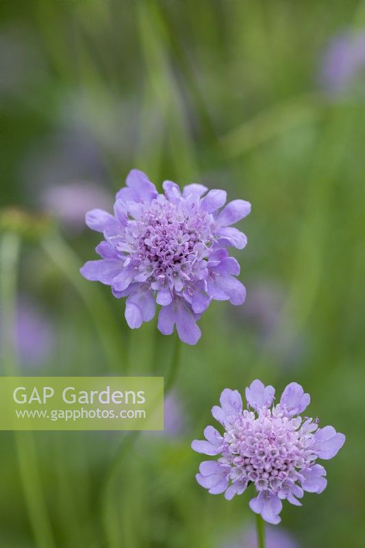 Scabiosa columbaria, a perennial scabious flowering from June