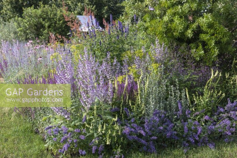 Iconic Horticultural Hero Garden. A Climate Resilient Perennial Meadow. Hampton Court Flower Festival 2021. Border planted with Border planted with salvia, agastache, foxglove, bupleurum, macleaya, perovskia,  echinacea and ornamental grasses.