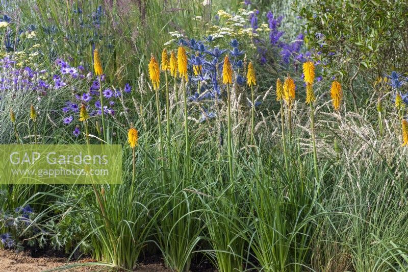 Iconic Horticultural Hero Garden. A Climate Resilient Perennial Meadow. Hampton Court Flower Festival 2021. Kniphofia 'Mango Popsicle' in combination with ornamental grasses, eryngium and catanache.