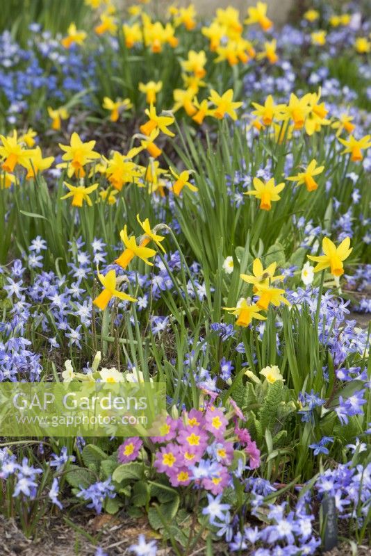 Spring border with Chionodoxa, Narcissus 'Jetfire' and Primula 
