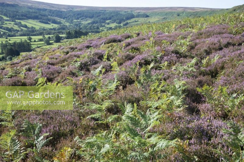 Calluna vulgaris - Wild heather and Bracken - Pteridium aquilinum in Yorkshire, UK.