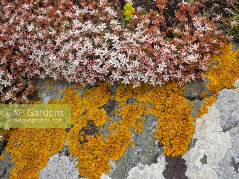 Sedum anglicum - English Stonecrop on lichen covered rock Cornwall July