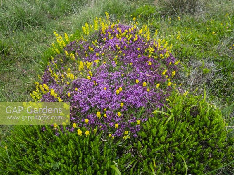 Thymus polytrichus - Wild Thyme and Lady's bedstraw Galium verum growing on the Lizard Peninsula  Cornwall  july