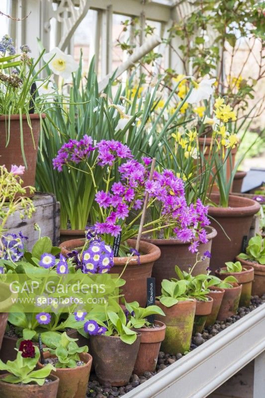 Spring greenhouse display with auriculas, Lewisia cotyledon and narcissus