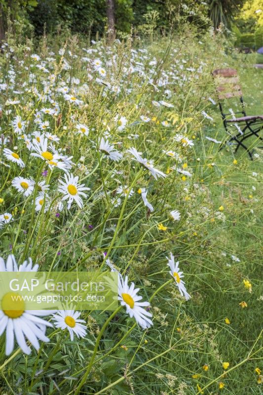 Leucanthemum Vulgare - Ox eye daisies - in wild flower meadow with seat in background