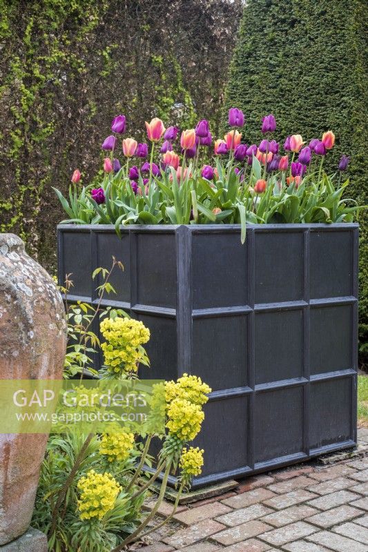Orange Tulipa 'Dordogne' and 'Princess Irene' and purple Tulipa 'Passionale'  in tall, black square container.