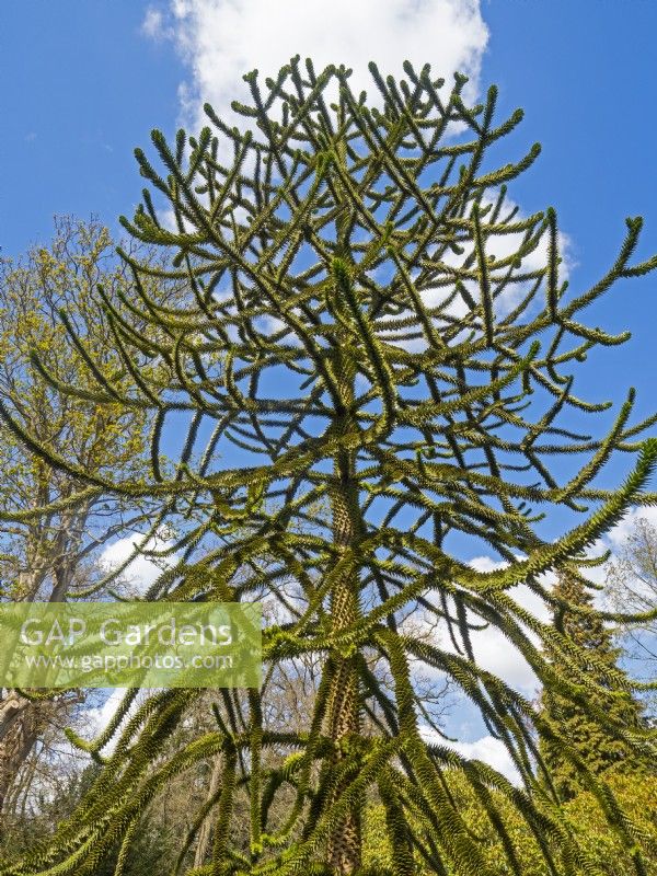 Araucaria araucana - Chile Pine East Ruston Old Vicarage Gardens, Norfolk, UK  April