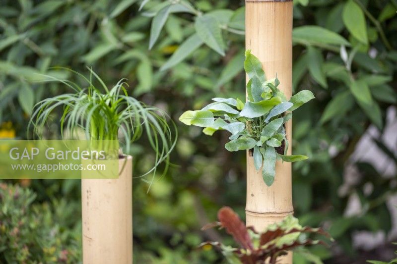 Bamboo planters surrounded by other plants