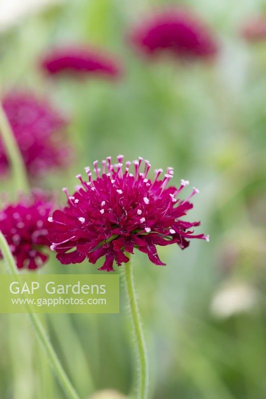 Knautia macedonica 'Mrs Midget', a red scabious flowering for weeks on end from June