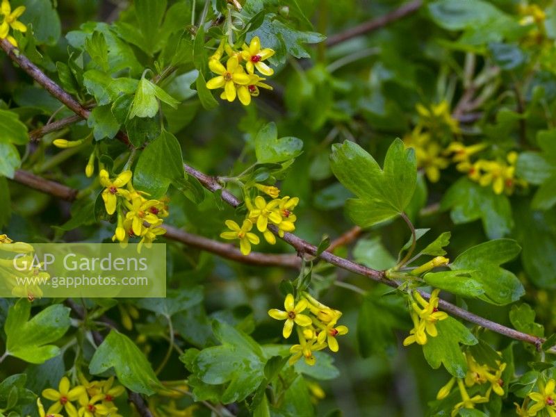 Ribes odoratum - Buffalo currant   Mid April   Norfolk