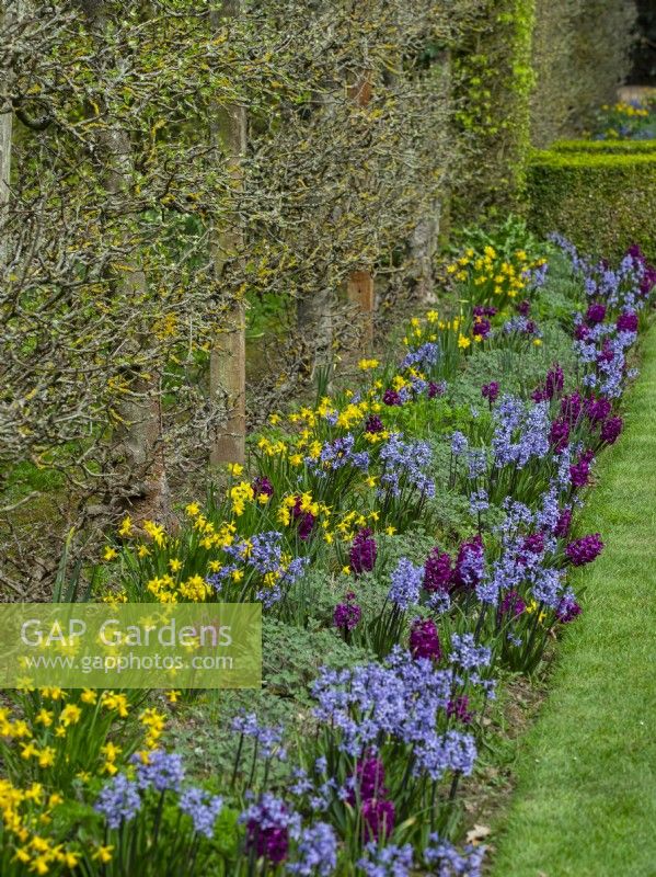  Espaliered apples Daffodils and Hyacinths  East Ruston Old Vicarage April Norfolk