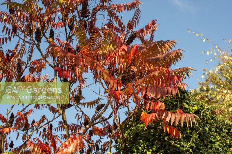 Orange leaves of Rhus typhina in Autumn against a blue sky
