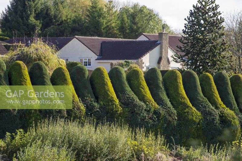 Green and gold leylandii hedge clipped