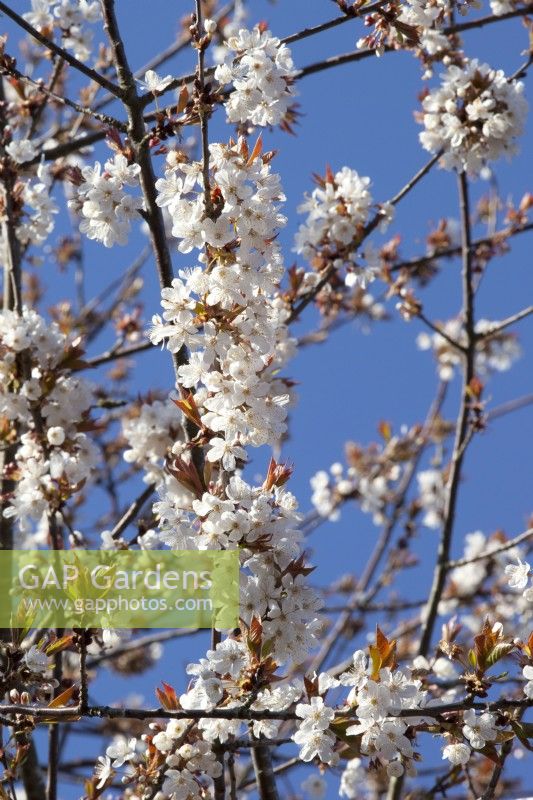 Prunus avium common wild cherry in blossom set against a blue sky