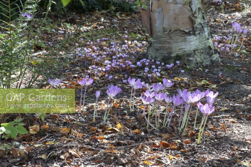 Colchicum 'Lilac Wonder' naturalised in a woodland setting