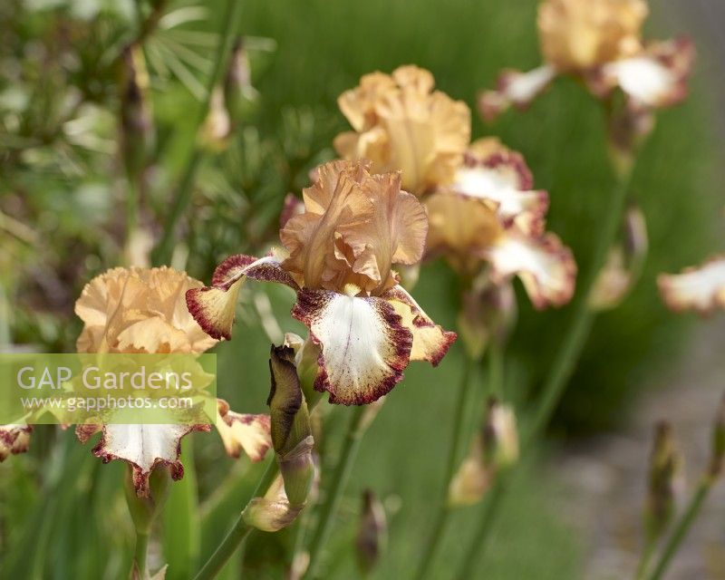 Iris germanica 'Siva Siva'
