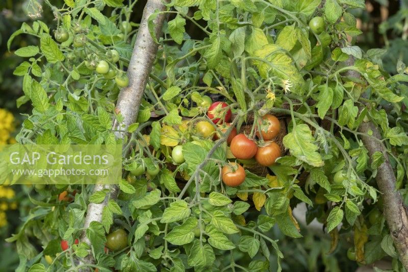 Solanum lycopersicum - Tomato Maskotka in a hanging basket on a wooden tripod