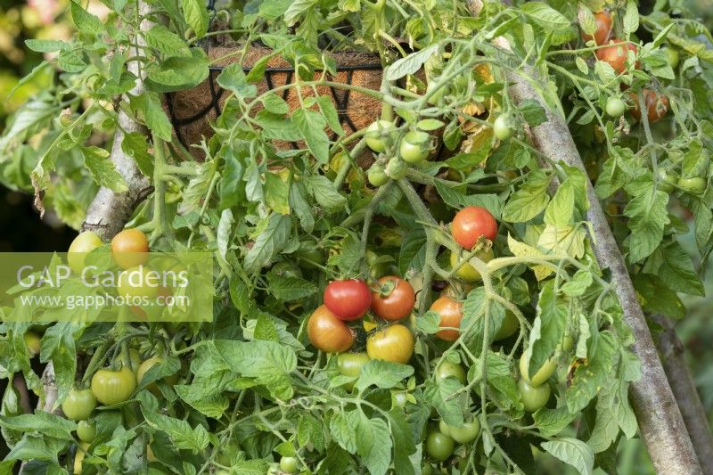 Solanum lycopersicum - Tomato Maskotka in a hanging basket on a wooden tripod