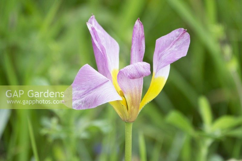 Tulipa Lilac Wonder.