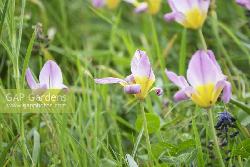 Tulipa 'Lilac Wonder' 