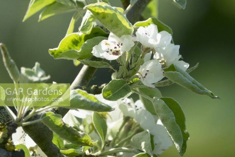 Pyrus communis - pear blossom in Spring 