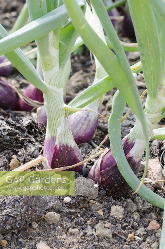 Onion 'Long Red Florence'