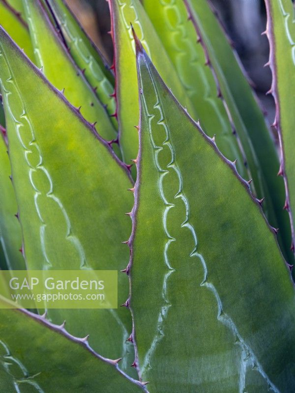 Detail of Agave salmiana  April