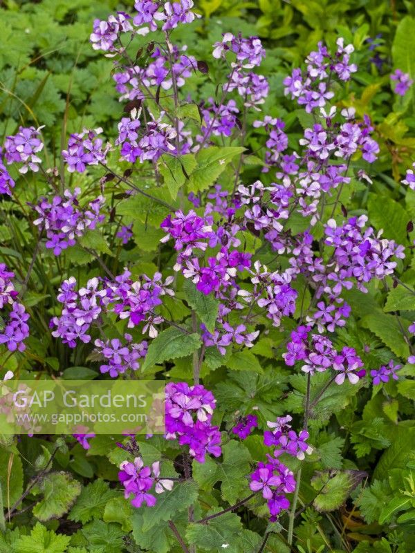 Annual honesty Lunaria annua in flower early April