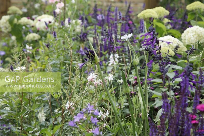 The planting in Charlie's Courtyard Garden includes Agapanthus 'Poppin Purple' in bud - Designer: Jane Scott Moncrieff