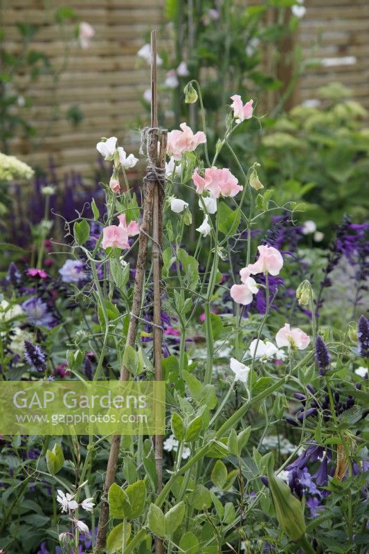 Lathyrus odoratus 'Just Janet' is growing in Charlie's Courtyard Garden - Designer: Jane Scott Moncrieff