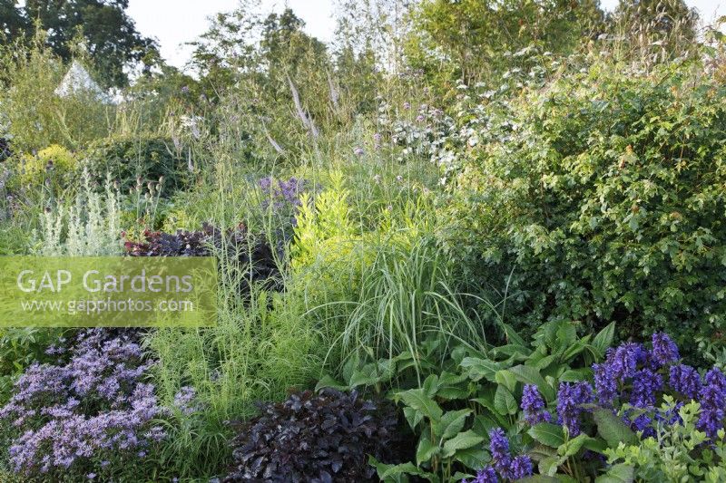 The planting in the RHS Garden for a Green Future includes clipped Fagus sylvatica 'Atropurpurea', Acer campestre with a mix of perennials  - Designer: Jamie Butterworth