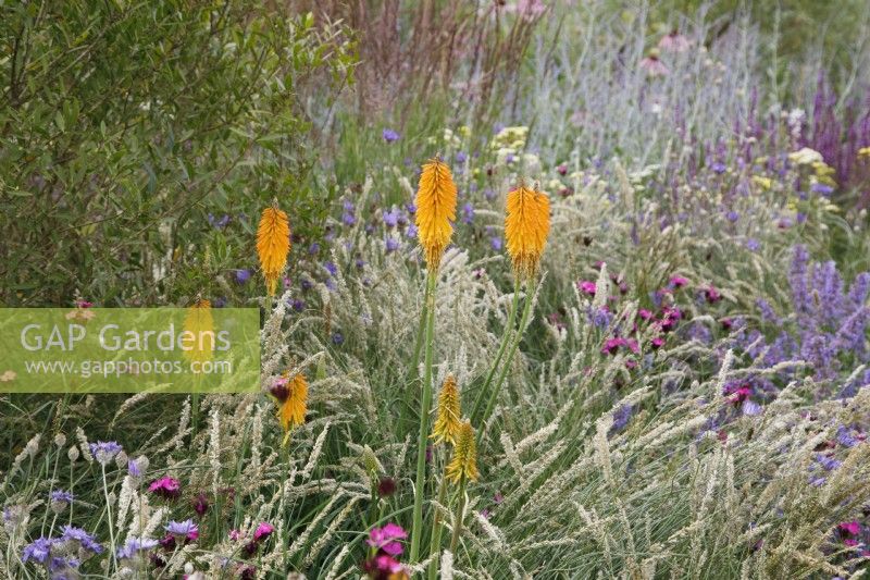 In the RHS Iconic Horticultural Hero Garden by Tom Stuart-Smith, a clump of Kniphofia 'Mango Popsicle' is planted amongst Melica ciliata.