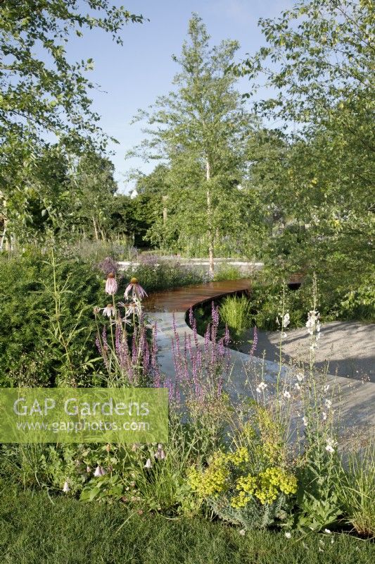 View of the boardwalk of timber and limestone paving in The Cancer Research UK Legacy Garden, it is bordered with Taxus baccata domes, Echinacea pallida, Salvia and Verbascum - Designer: Tom Simpson - Sponsor: Cancer Research UK