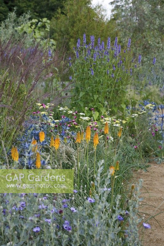In the RHS Iconic Horticultural Hero Garden by Tom Stuart-Smith, Kniphofia 'Mango Popsicle' is planted with Eryngium zabelii, Dianthus carthusianorum, Achillea, whilst Calamagrostis and Agastache provide height.