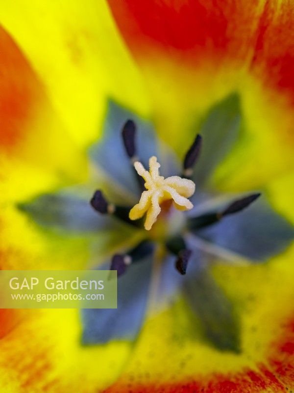 Tulipa 'World Peace' - Darwin Hybrid Group
