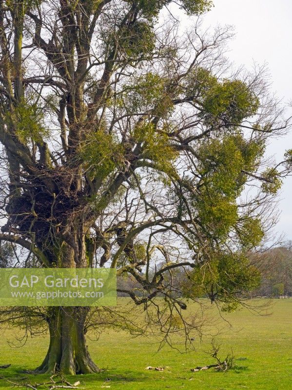 European mistletoe - Viscum album growing on a Tilia x europaea - Lime or Linden tree. Suffolk April.