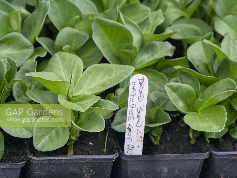 Young Broad Bean 'Masterpiece Green Longpod' plants in plastic pots prior to planting out late march Norfolk