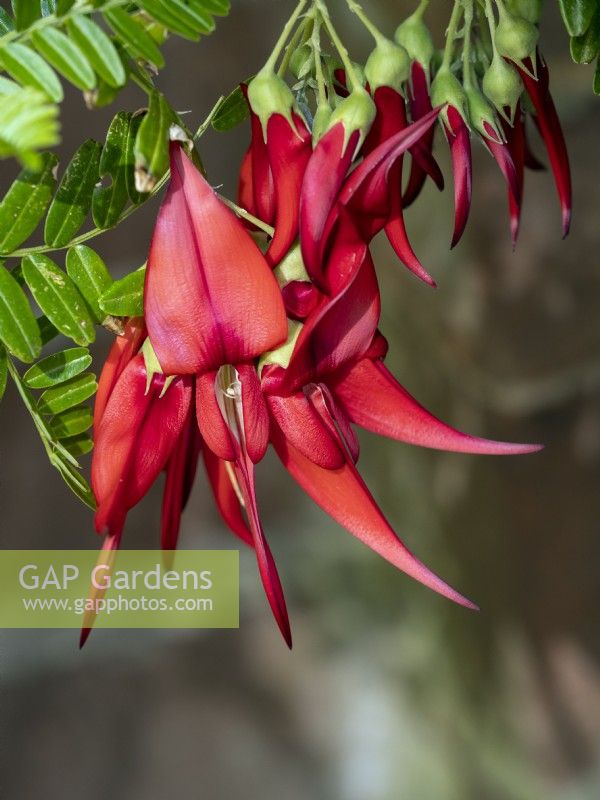 Clianthus puniceus - Lobster Claw May