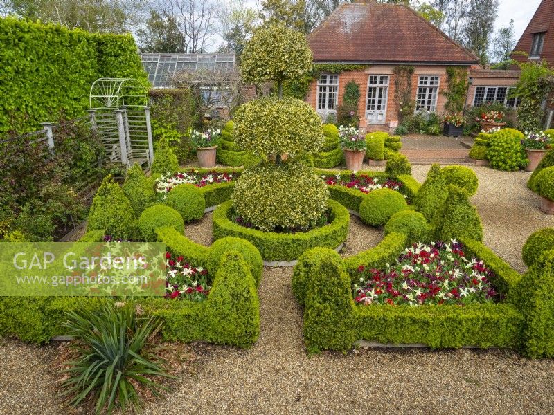 Small parterre on gravel, Buxus - Box - edged beds filled with Tulipa - Tulip with Ilex - Holly - focal point