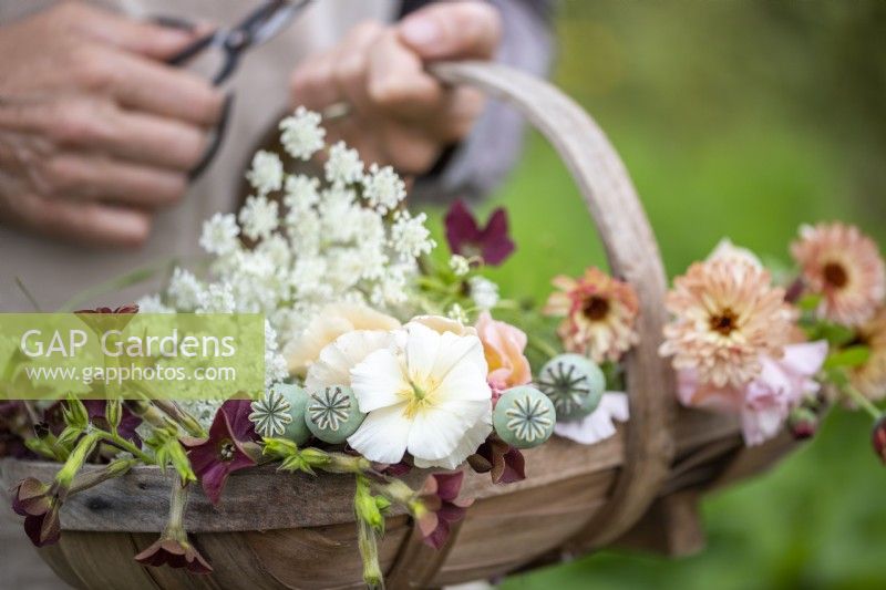 Woman holding a trug filled with Eschscholzia 'Peach Sorbet', Ammi majus, Calendula 'Sherbet Fizz', Nicotiana 'Bronze Queen' and Poppy seed heads
