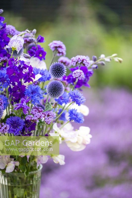 Lathyrus 'High Scent' - Sweet Pea, Centurea 'Double Blue' - Cornflower, Consolida ajacis 'Blue spire', Echinops ritro, Verbena bonariensis arranged in a glass vase