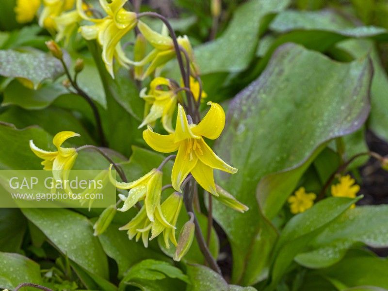Erythronium 'Pagoda' - Trout Lily
