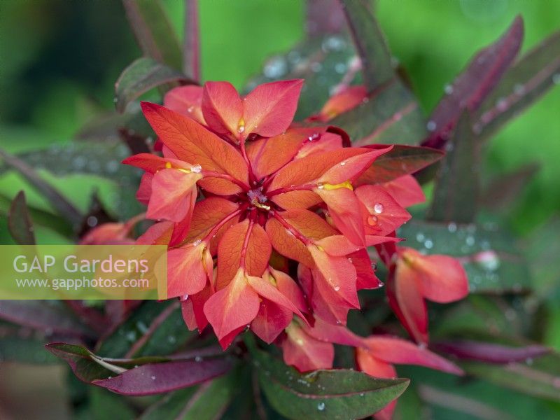 Euphorbia griffithii 'Fireglow' in early May  Norfolk 